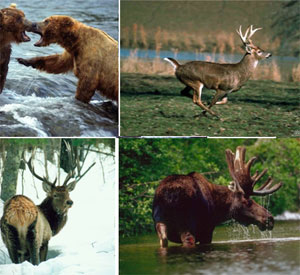 Животные Байкала